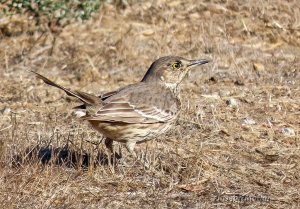 Sage Thrasher