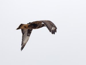 Rough-legged buzzard in flight