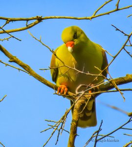 African Green-Pigeon