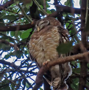 African Wood-Owl