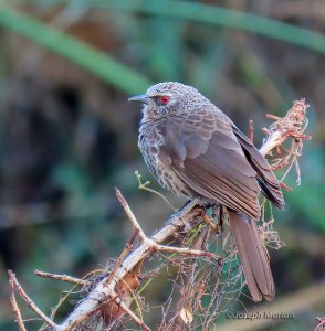 Hartlaub's Babbler