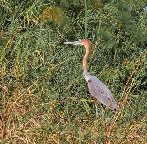 Goliath Heron