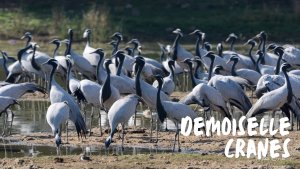 Flock of Demoiselle Cranes at Jamnagar, Gujarat, India