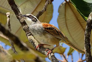 Stripe-headed Sparrow