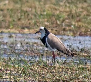 Long-toed Lapwing