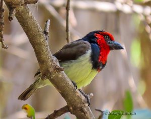 Black-collared Barbet