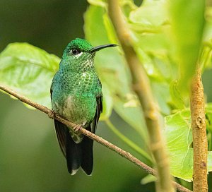 Green-crowned Brilliant, female