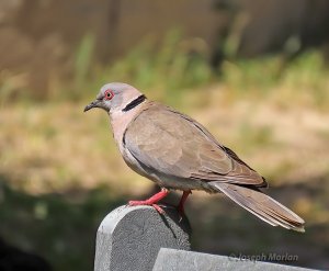 Mourning Collared-Dove