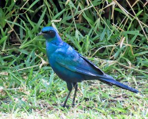 Burchell's Starling