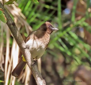 Common Bulbul