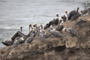 Brown pelicans