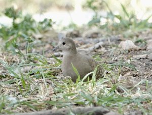 Female Ruddy Ground Dove