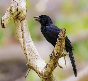 Melodious Blackbird