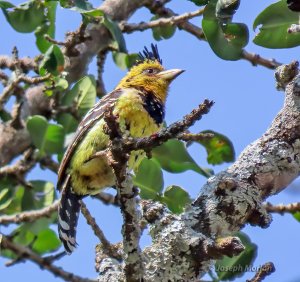 Crested Barbet