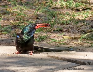 Green Woodhoopoe