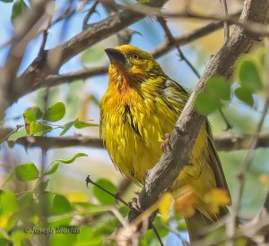 Holub's Golden-Weaver