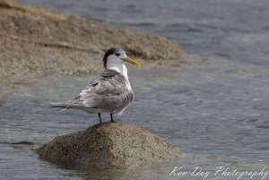 Crested Tern