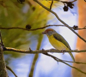 Rufous-browed Peppershrike