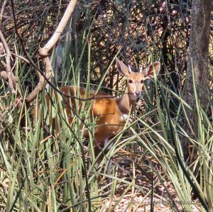 Southern Bushbuck (Tragelaphus sylvaticus)