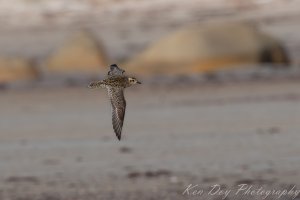 Pacific Golden Plover.