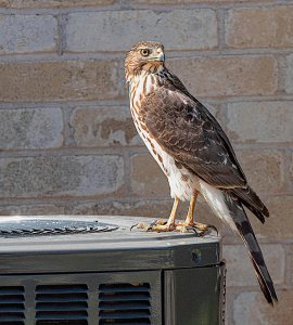 Cooper's Hawk, juvenile