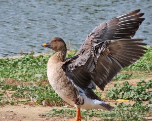 Tundra Bean-Goose