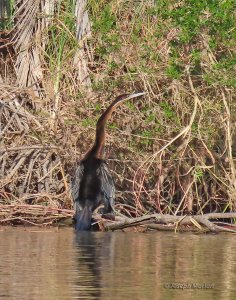 African Darter