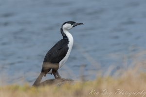 Black-faced Cormorant.