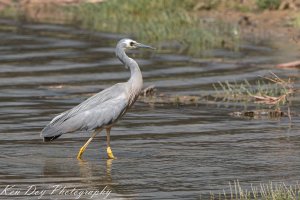 White-faced Heron.