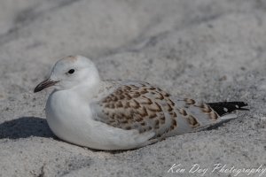 Silver Gull ( Juv ).