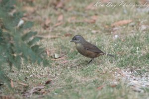 Tasmanian Scrubwren