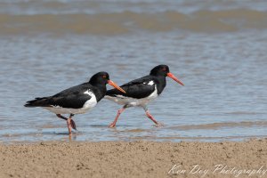 Australian Pied Oystercatchers.