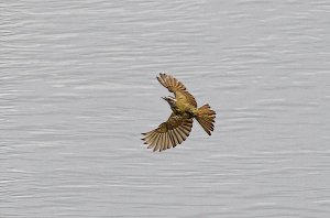 Social Flycatcher