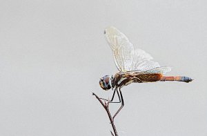 Striped Saddlebags