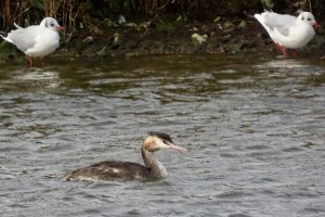 Two gulls and a great crested grebe