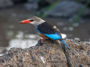 Grey-headed Kingfisher