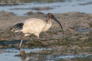 Australian White Ibis