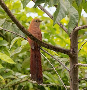 Squirrel Cuckoo