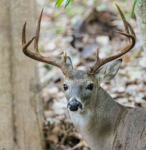 Texas Whitetail Deer, Buck