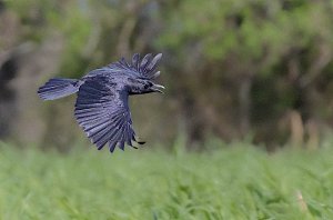 American Crow