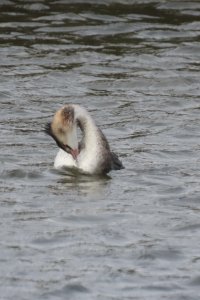 Great Crested Grebe