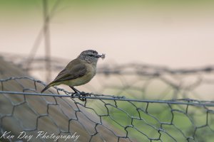 Yellow-rumped Thornbill.