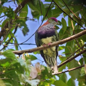 Superb Fruit-Dove