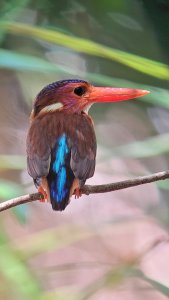 Sulawesi Dwarf Kingfisher