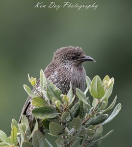 Little Wattlebird