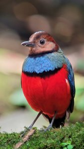 Sulawesi Pitta