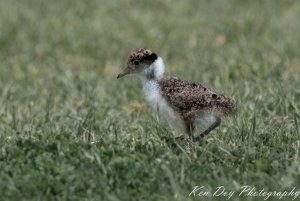 Masked Lapwing ( youngster )