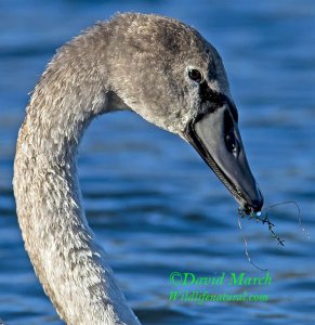 Mute Swan (Juvenile)