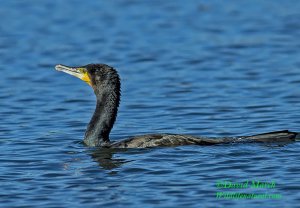 Cormorant