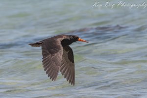 Sooty Oystercatcher